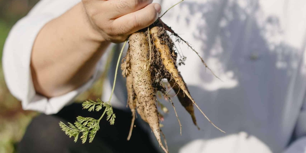 The Spier Food Garden is rooted in regenerative farming principles, with a focus on building healthy soil to grow resilient crops.